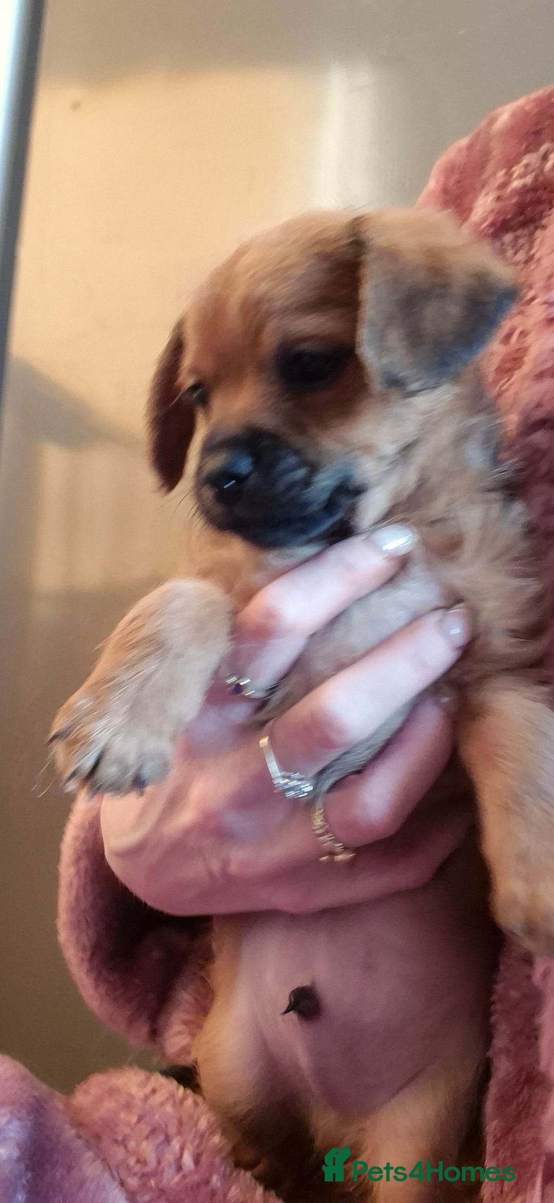 Chipoo dogs for sale: Beautiful chipoo puppys  - Advert 24