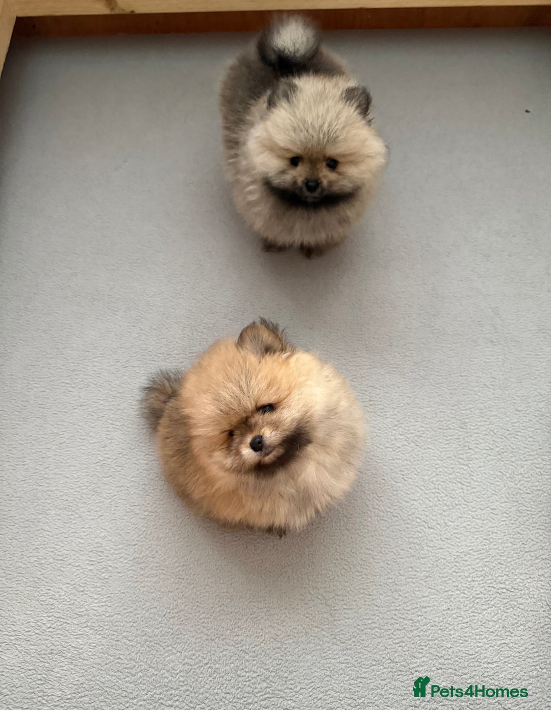 Pomeranian dogs for sale: KC Registered Pomeranian Puppies - Advert 10
