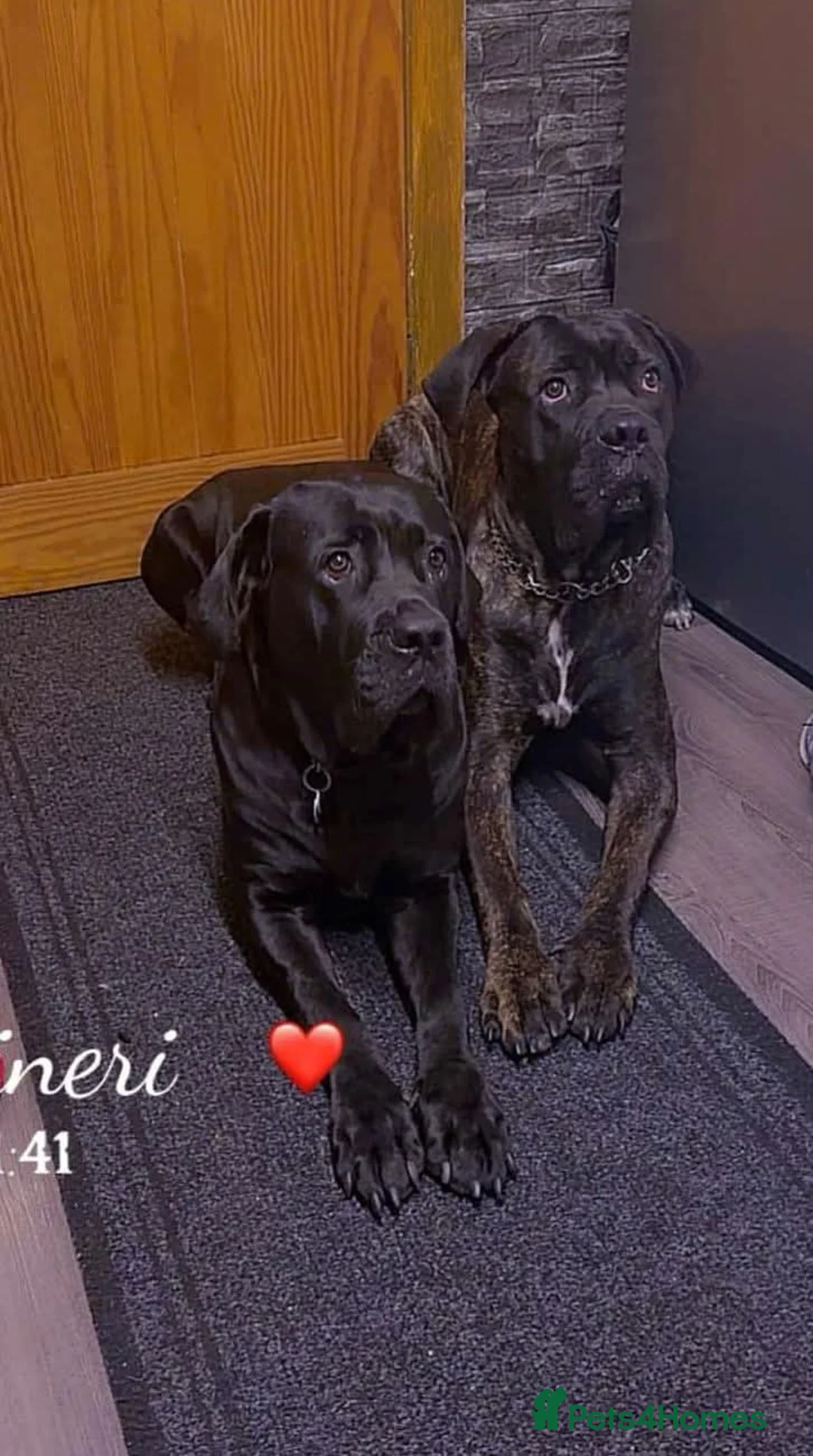 Cane Corso dogs for sale: Cane Corso for Sale- 4 girls&1Boy in Scarborough - Advert 2