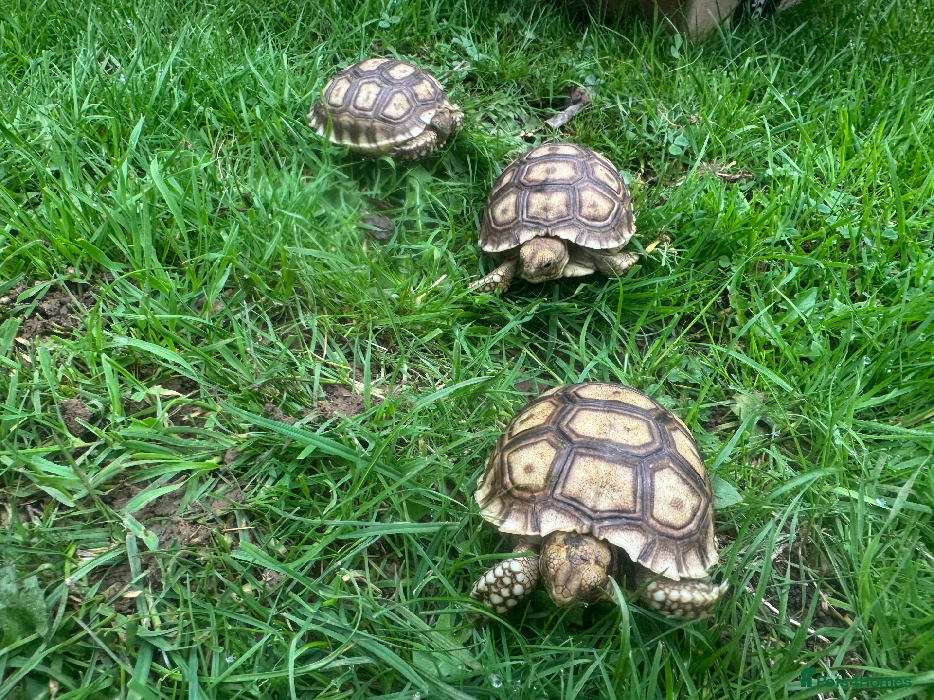 Tortoise reptiles Hatchlings: African spur thighed/Sulcata tortoises - Advert 1