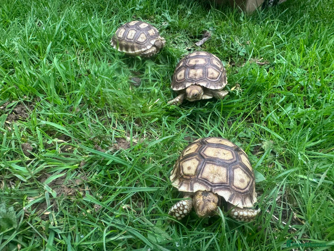 Tortoise reptiles for sale: Hatchlings: African spur thighed/Sulcata tortoises - Advert 1