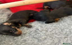 Miniature Dachshund dogs for sale: Beautiful Home Reared KC Reg Mini Daschunds - Image 17