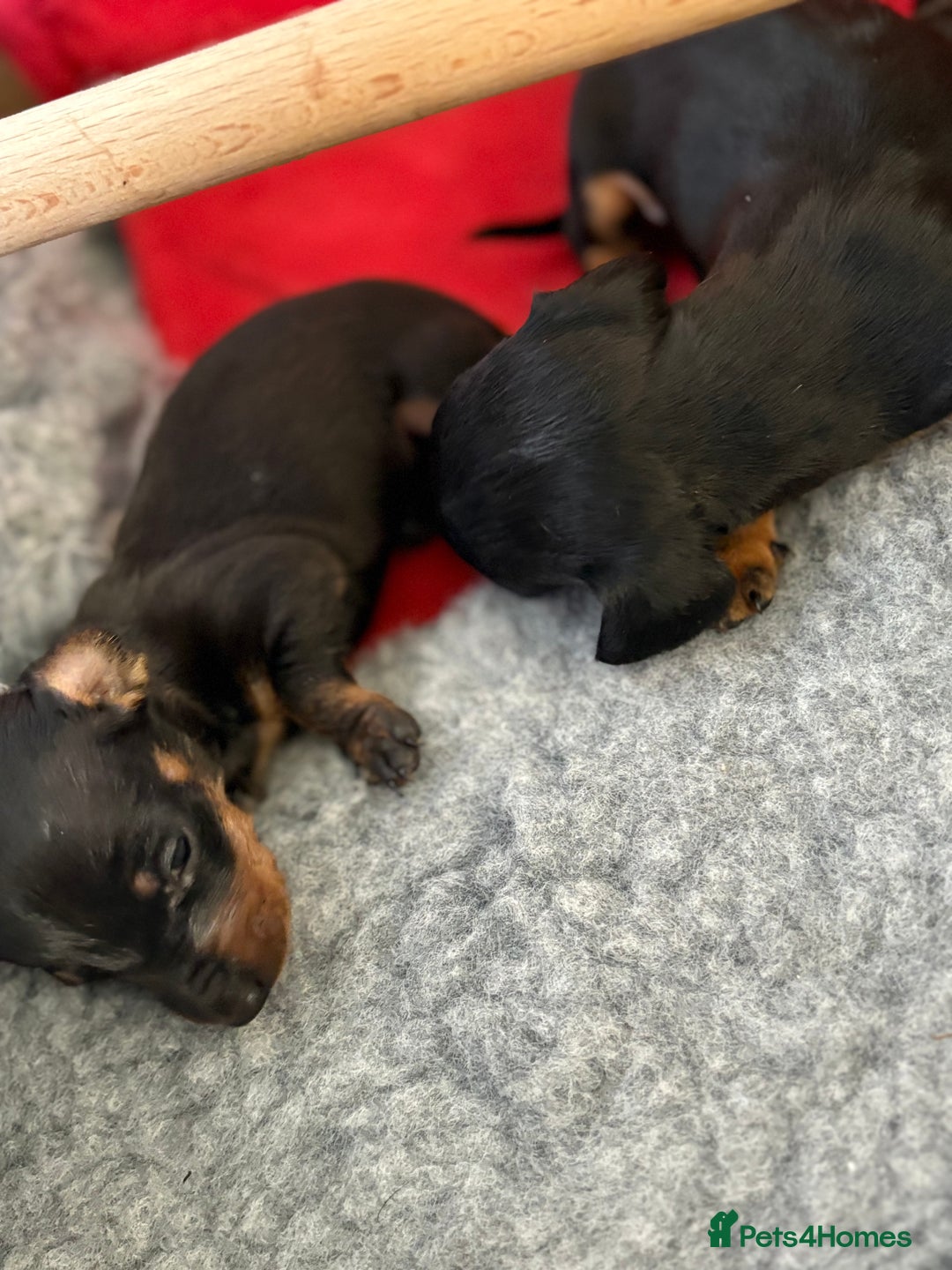 Miniature Dachshund dogs for sale: Beautiful Home Reared KC Reg Mini Daschunds - Image 17