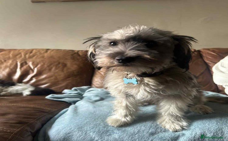 Mixed Breed dogs - Advert 2