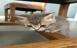 Scottish Fold cats for sale: Beautiful Scottish fold kittens - Image 8