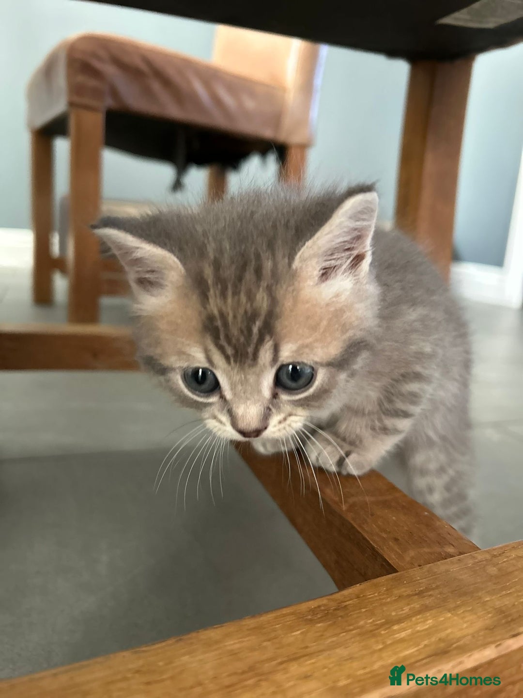 Scottish Fold cats for sale: Beautiful Scottish fold kittens - Image 8