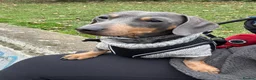 Miniature Dachshund dogs for sale: Blue/Tan 3 year old male miniature dachshund  in Sutton - Advert 5