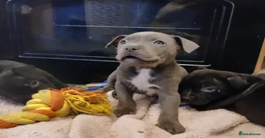 Staffordshire Bull Terrier dogs - Advert 6