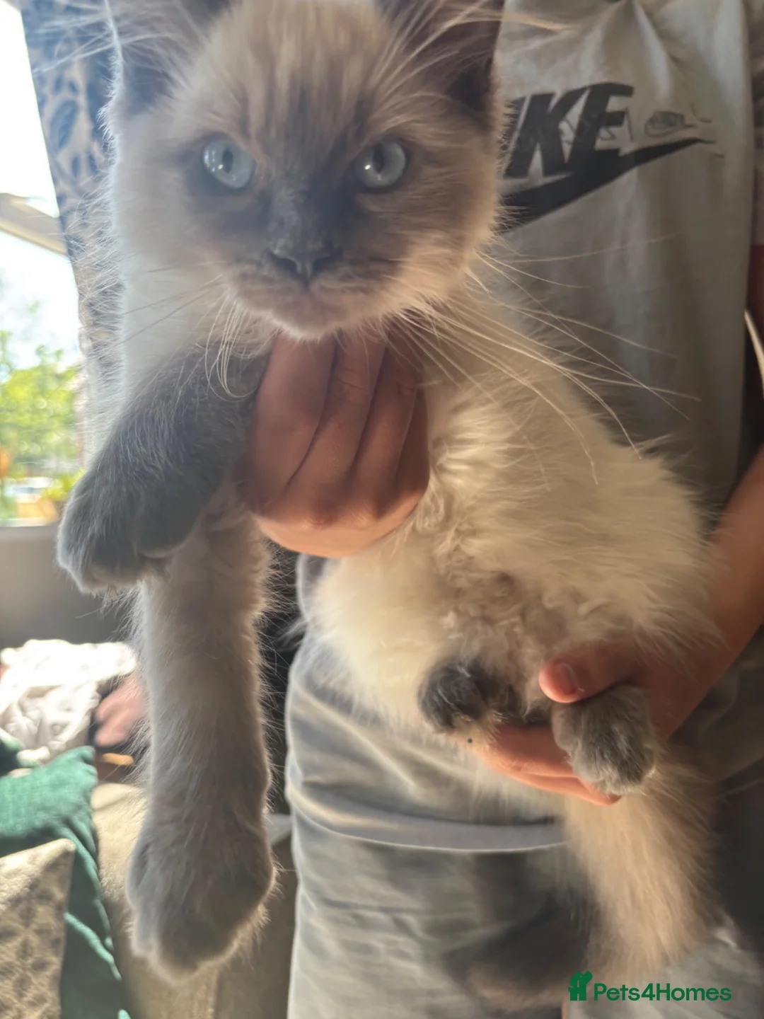 Ragdoll cats for sale: Blue ragdolls mitted ragdolls  - Advert 1