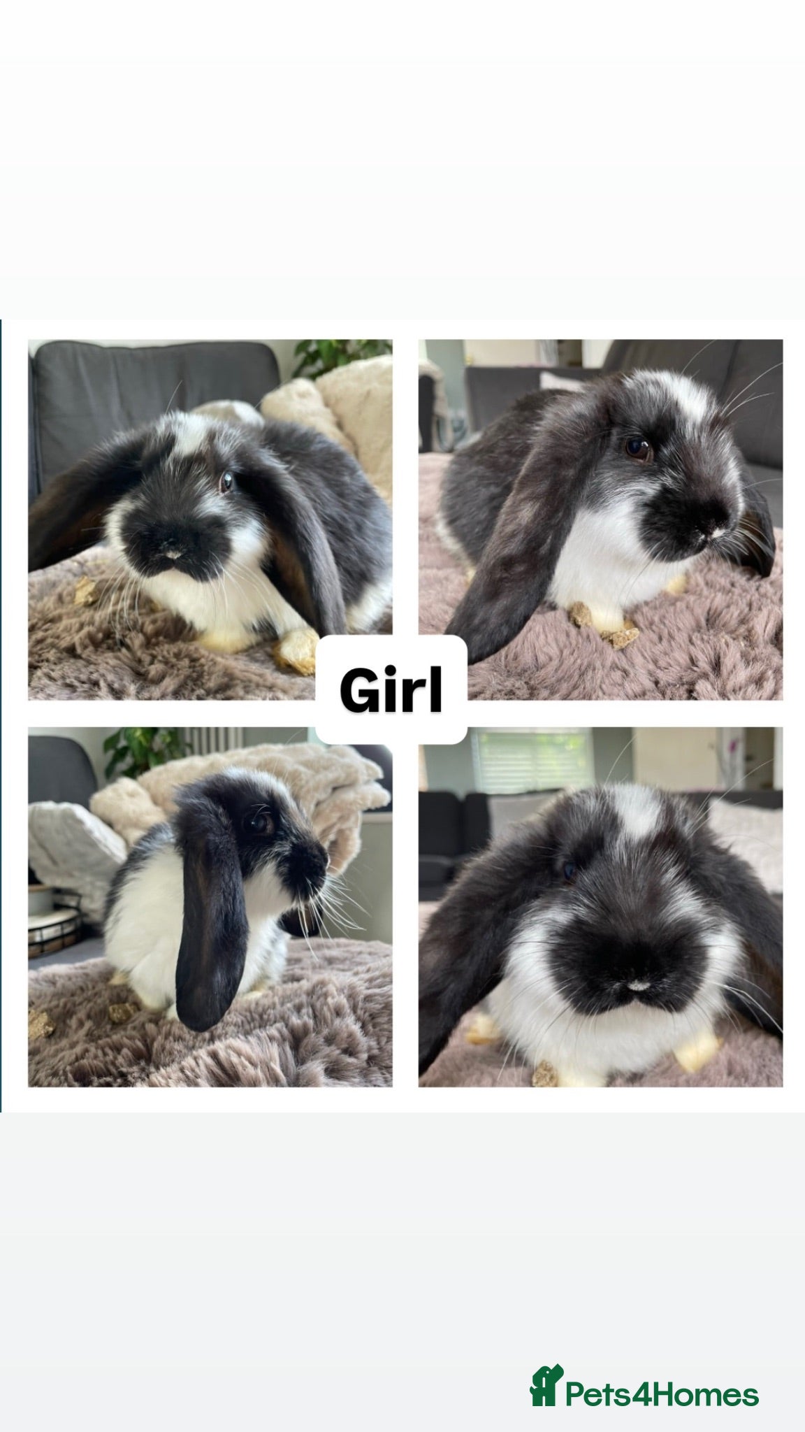 French Lop rabbits 🐰 Full breed French Lops Ready to Leave 🐰 - Advert 1