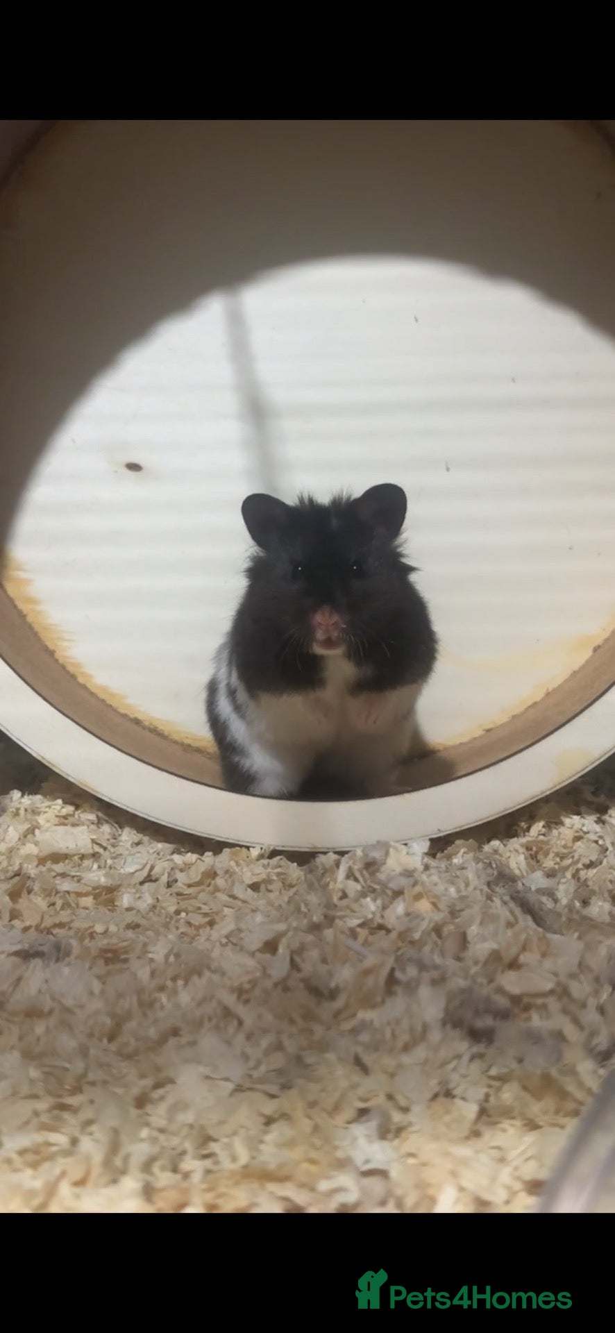 Hamster rodents hamster  - Advert 17