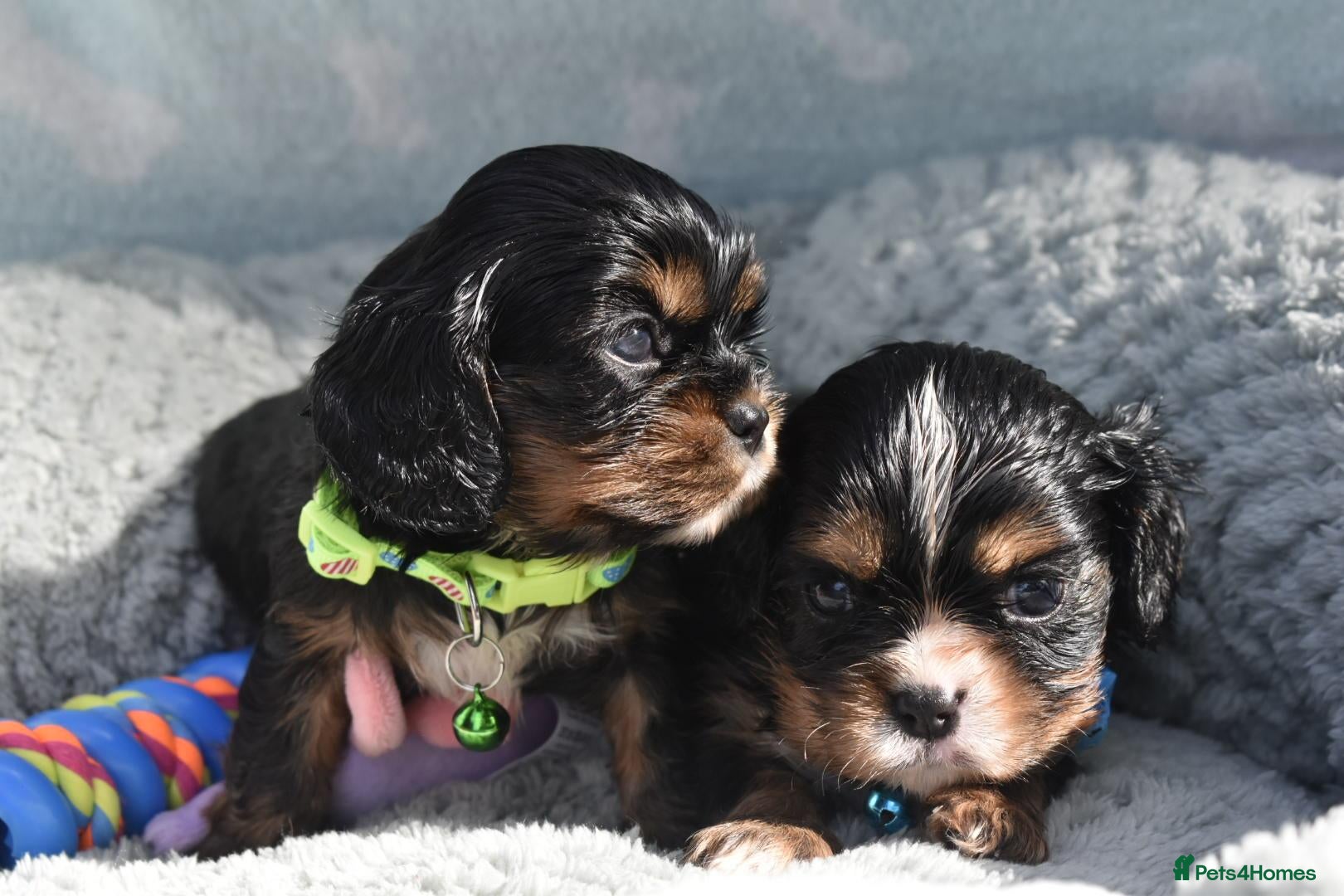 Cavalier King Charles Spaniel dogs Health Tested- Cavalier King Charles Spaniel - Advert 8