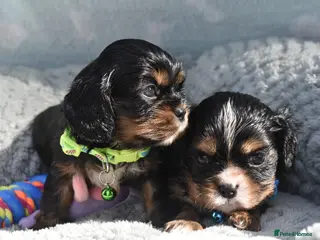 Cavalier King Charles Spaniel dogs Health Tested- Cavalier King Charles Spaniel - Advert 8