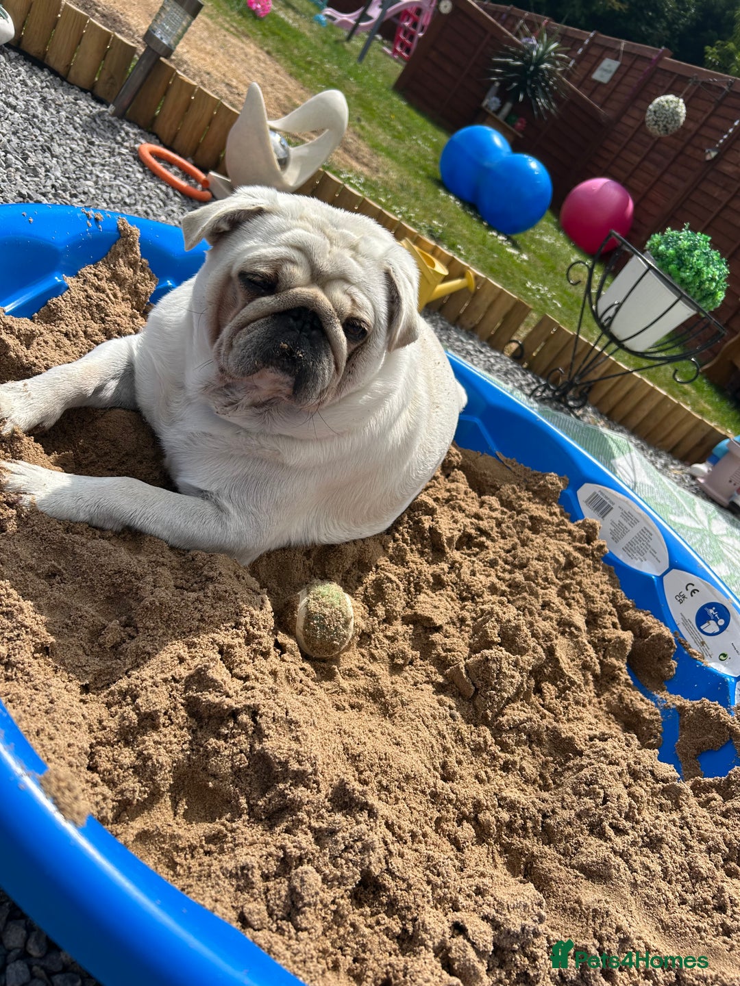 Pug dogs for sale: Storm  - Advert 1