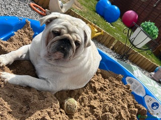 Pug dogs Storm - Advert 1