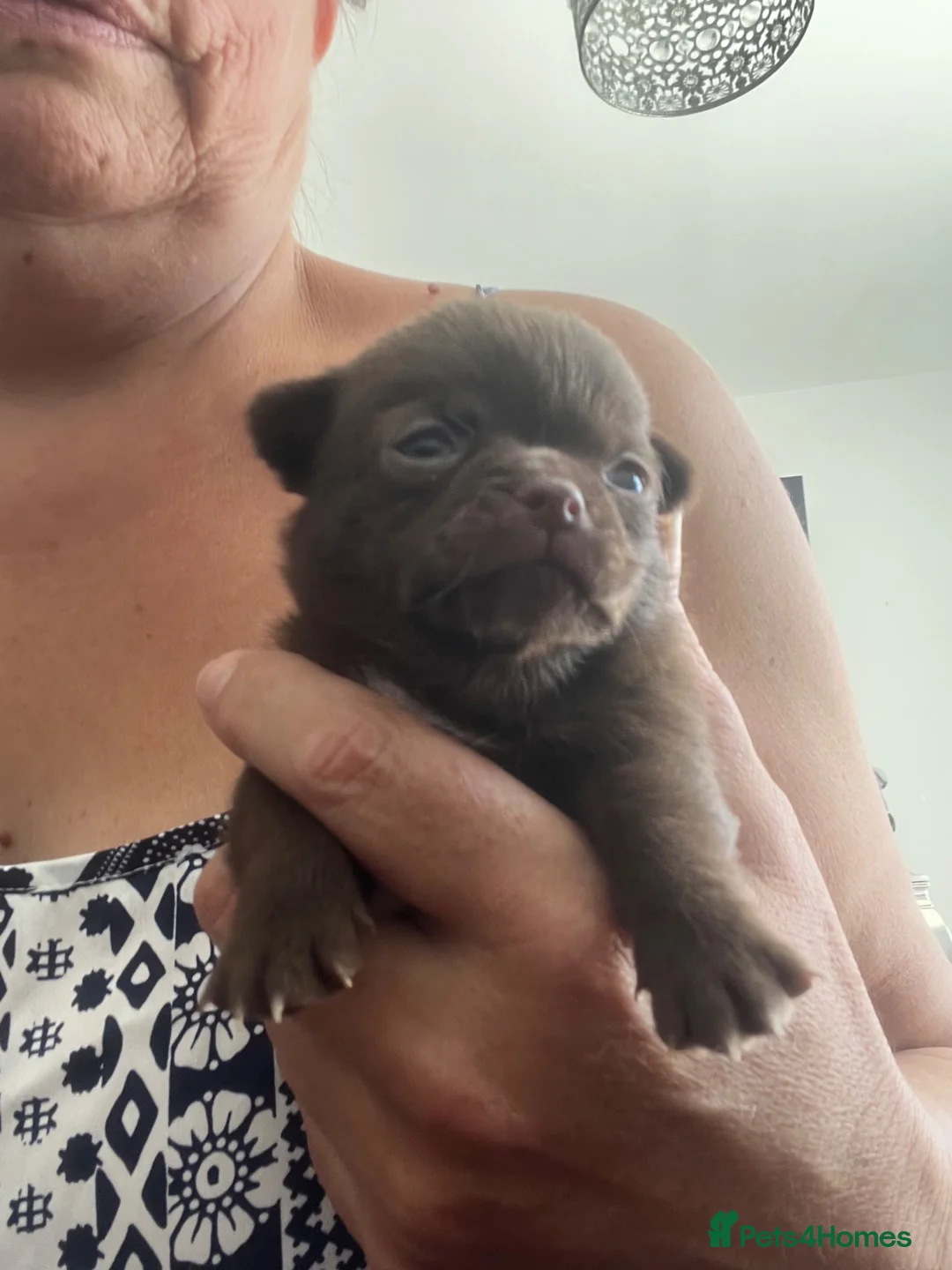 Chihuahua dogs for sale: Apple head chihuahuas  - Advert 12