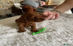 Irish Doodle dogs for sale: Stunning F1 mini Irish  Doodles  - Image 11