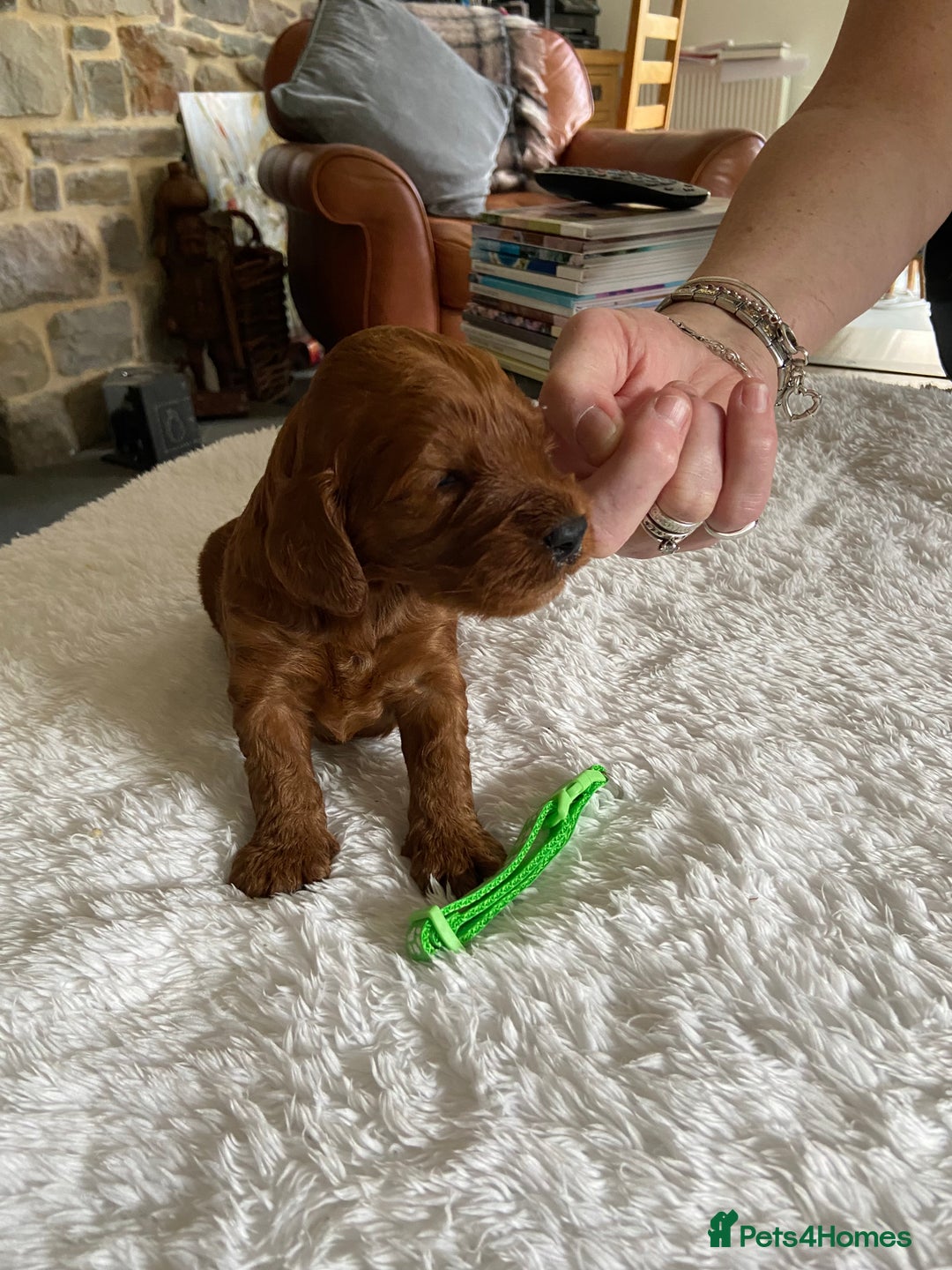 Irish Doodle dogs for sale: Stunning F1 mini Irish  Doodles  - Image 11