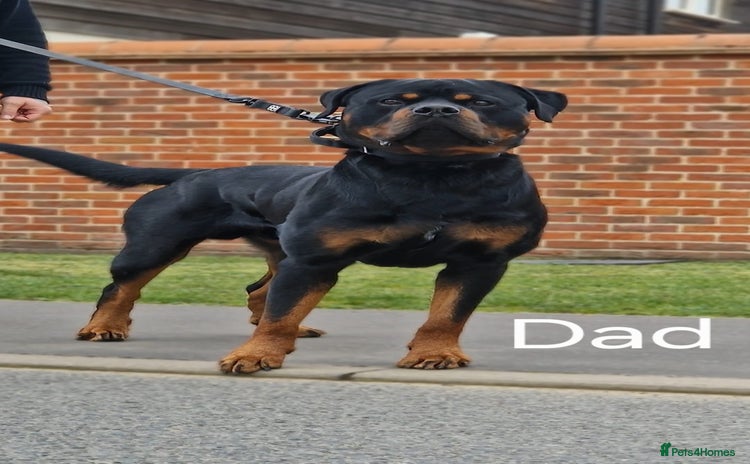 Rottweiler dogs - Advert 1