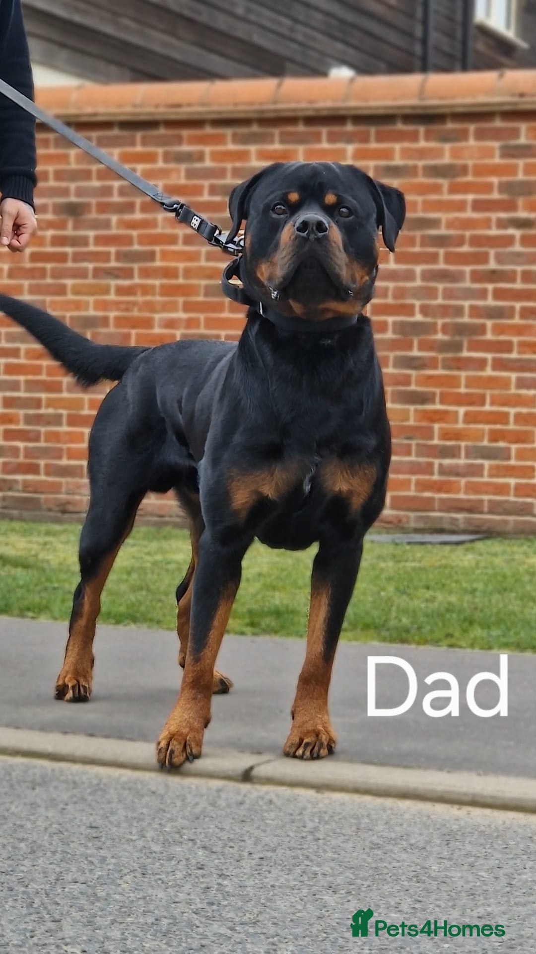 Rottweiler dogs for sale: Pregnancy Announcement - Chunky Rottweiler Puppies - Image 1