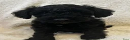 Schnoodle dogs for sale: Miniature F1 Schnoodles Puppies  - Advert 8