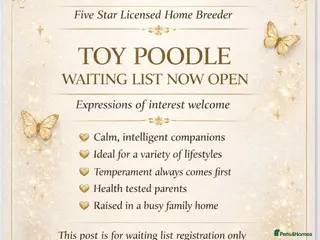 Toy Poodle dogs WAITING LIST Toy poodle waiting list - Advert 17