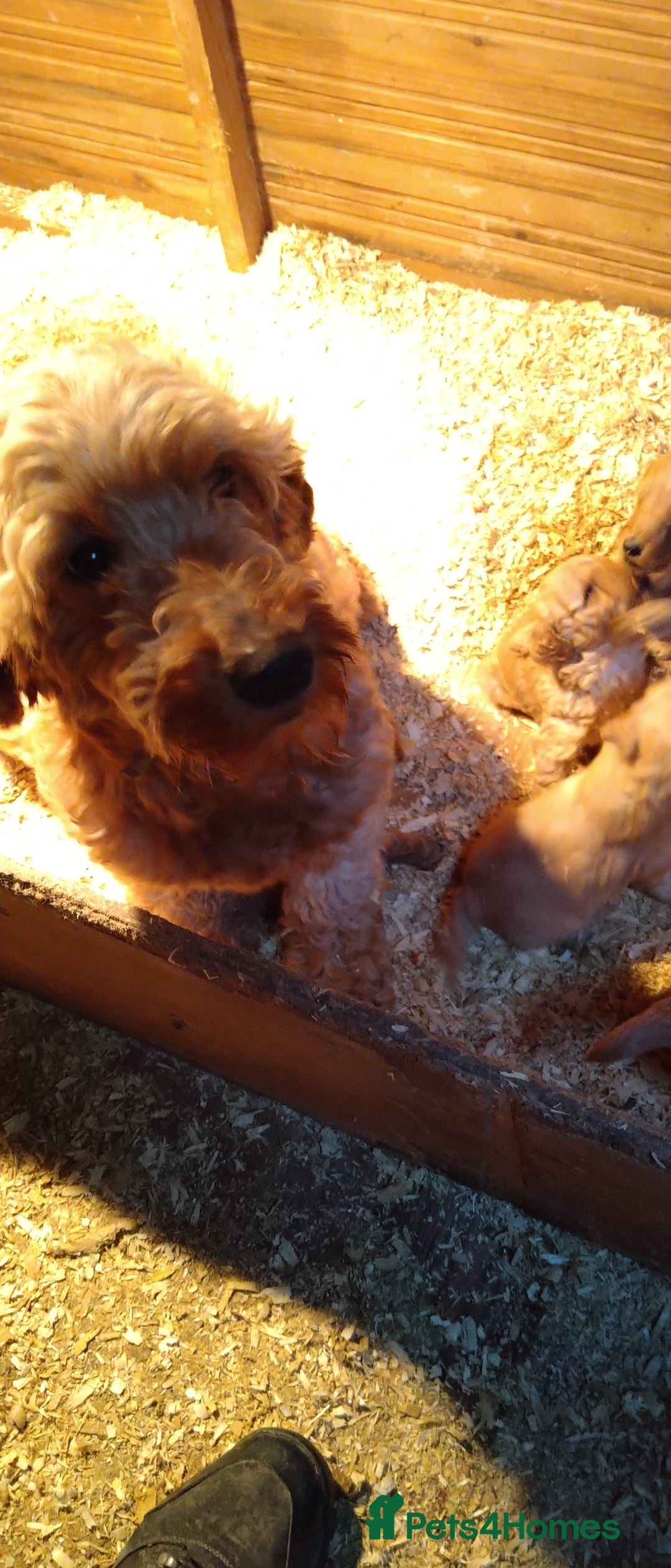 Goldendoodle dogs for sale: F1B Miniature Golden Doodles - Advert 2