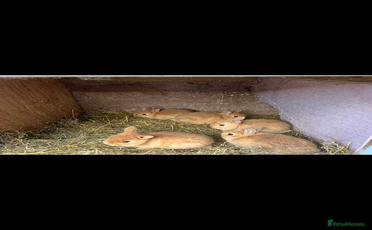 Netherland Dwarf rabbits - Advert 1