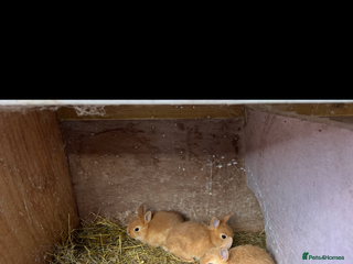 Netherland Dwarf rabbits - Advert 30