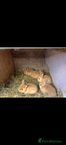 Netherland Dwarf rabbits - Advert 1