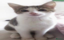 European cats for sale: 2 Adorable Kittens ready for their forever homes  - Advert 2