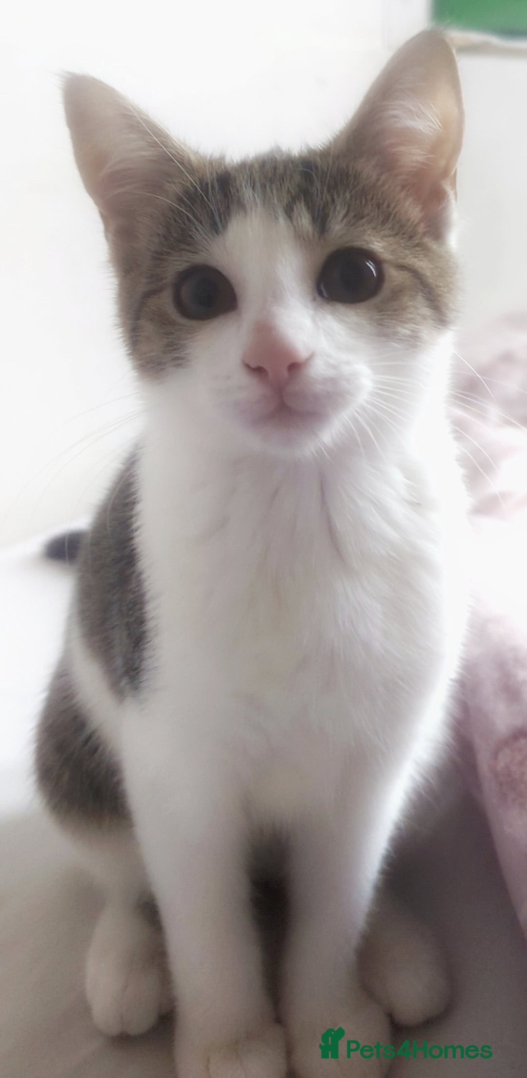 European cats for sale: 2 Adorable Kittens ready for their forever homes  - Advert 2