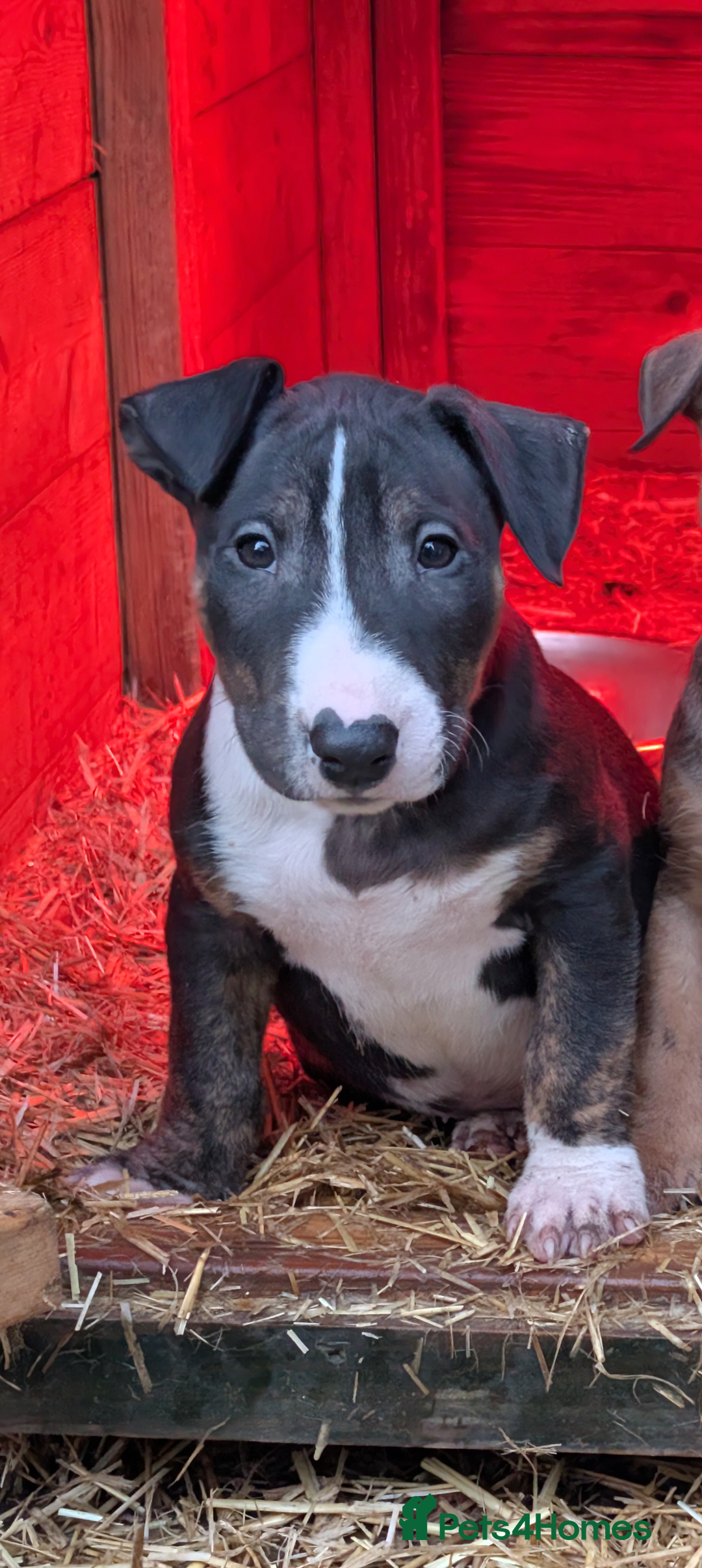 English Bull Terrier dogs for sale: Working line English bull terriers  - Advert 5