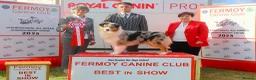 Australian Shepherd dogs for sale: Australian shepherd Black Tri Male Puppy - Advert 11