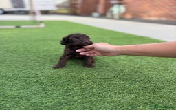 Cockapoo dogs for sale: Cockerpoo puppies - Image 23