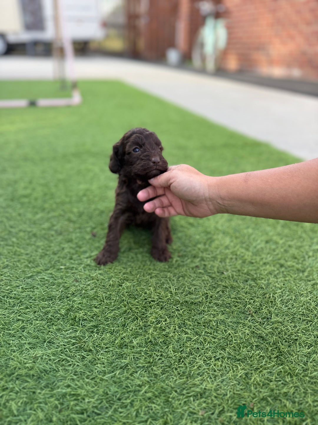 Cockapoo dogs for sale: Cockerpoo puppies - Image 23