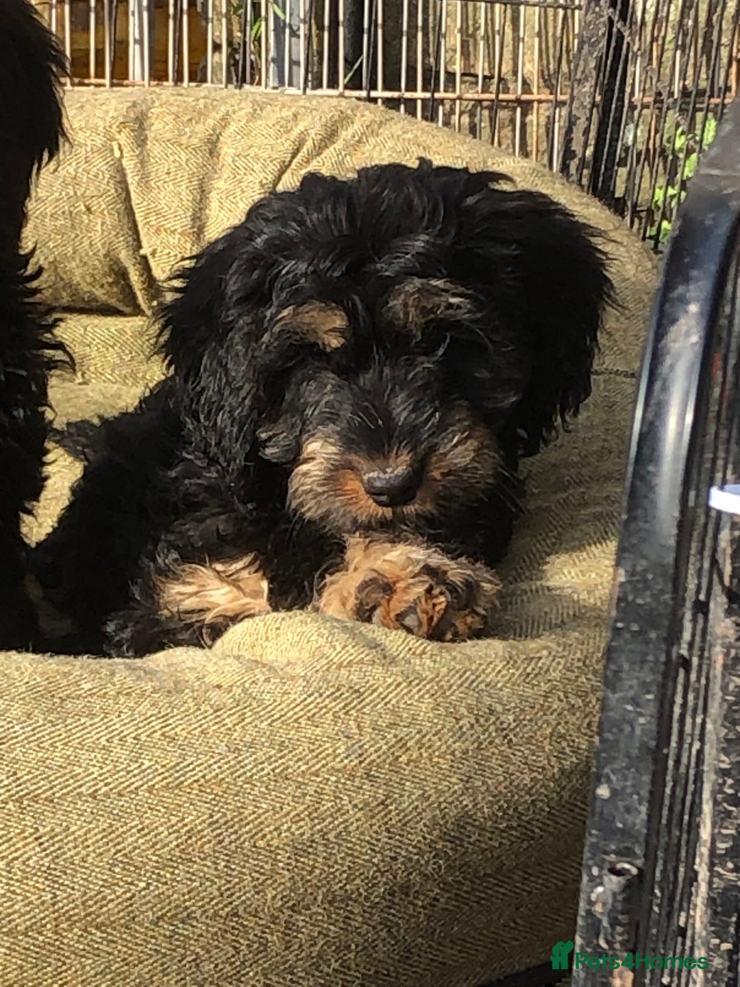 Cockapoo dogs for sale: Beautiful cockapoo f1 puppies - Image 19