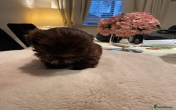 Shih Tzu dogs for sale: Imperial Shih Tzu  - Advert 8