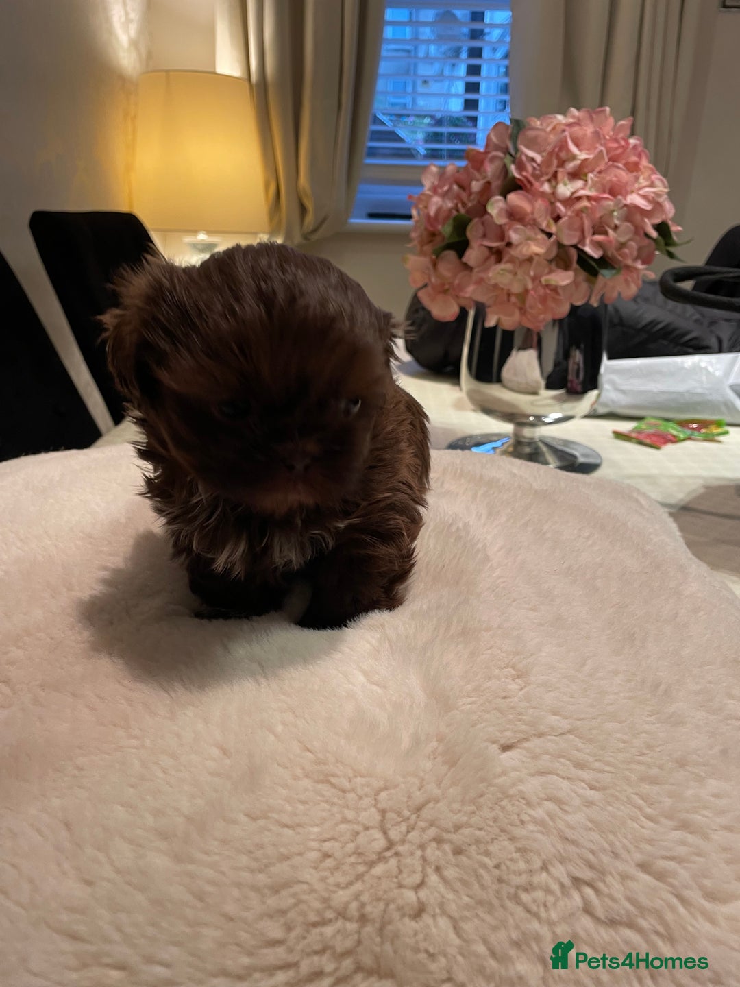 Shih Tzu dogs for sale: Imperial Shih Tzu  - Advert 8