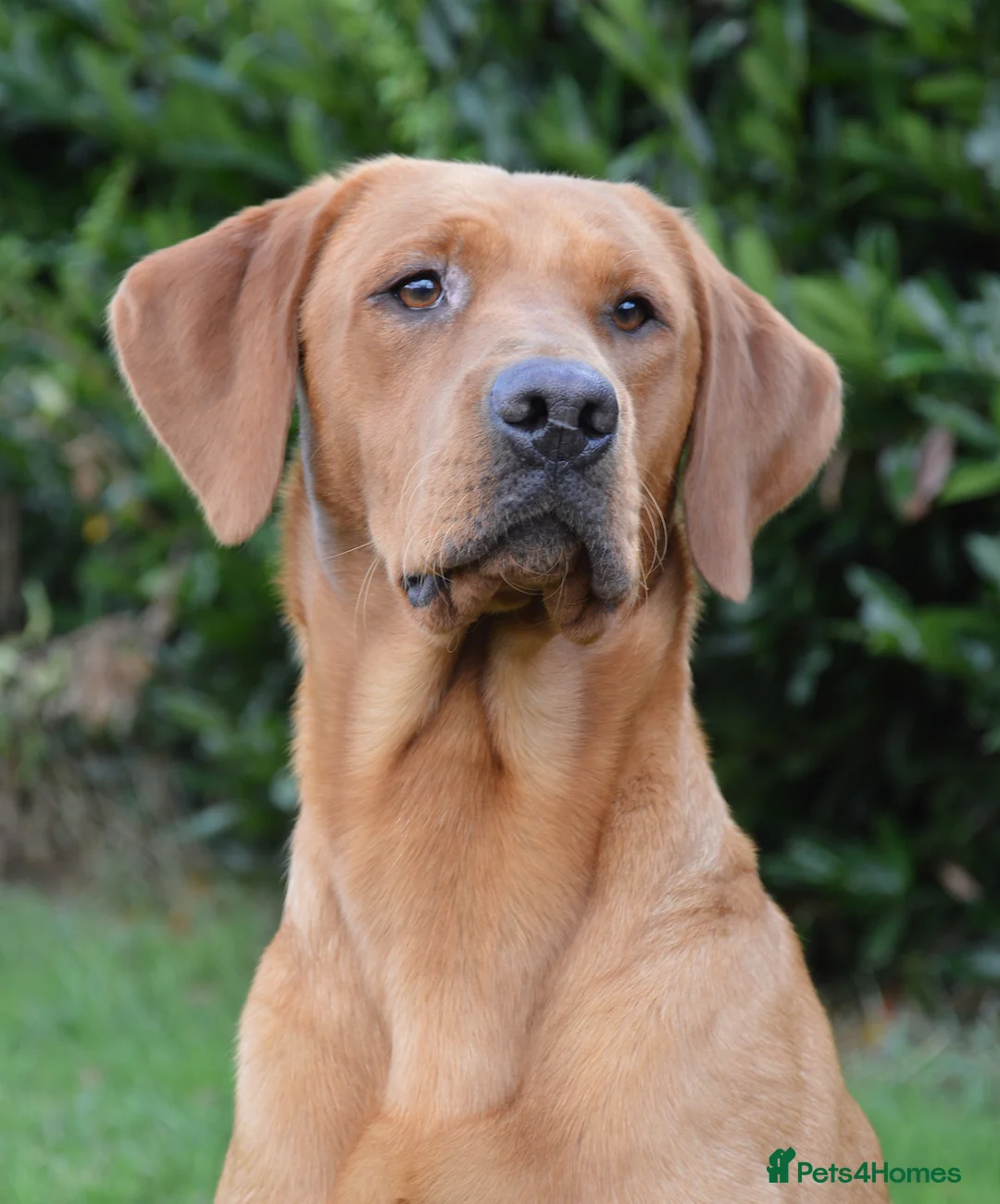 Labrador Retriever dogs for stud: Styanding at stud Fox Red Labrador Retriever - Advert 2