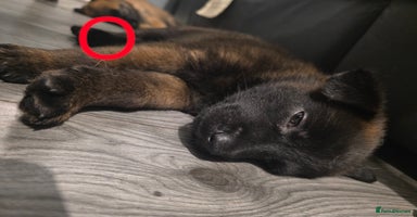 Belgian Shepherd Dog dogs - Advert 9
