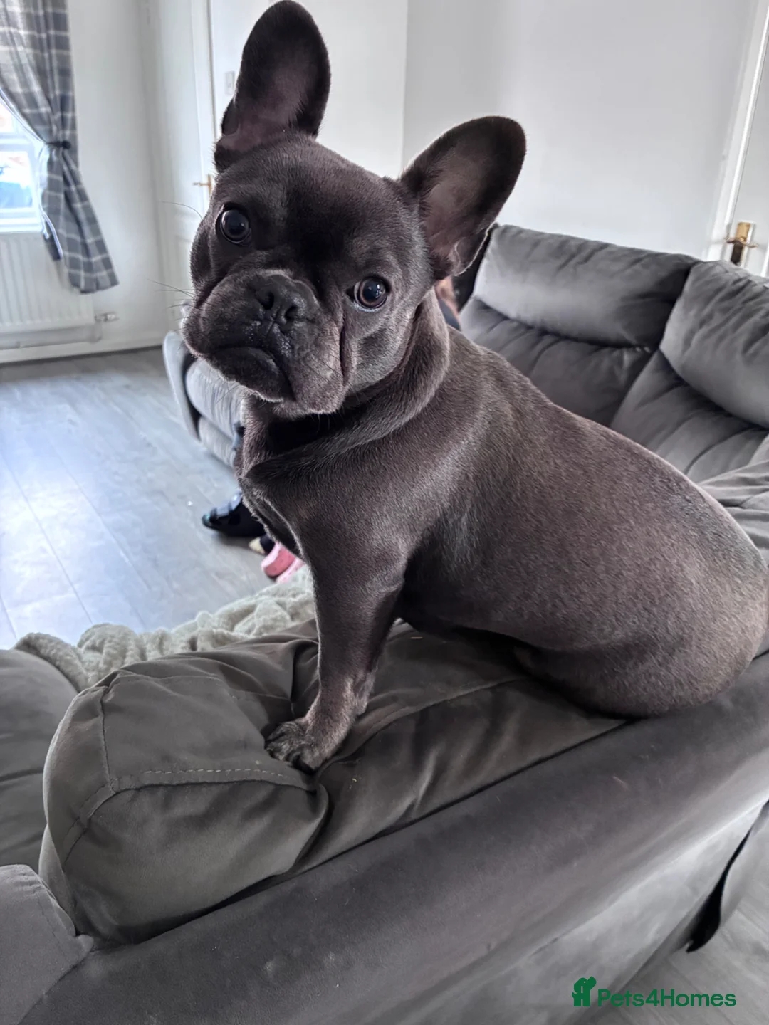 French Bulldog dogs for sale: french bulldog  in Washington - Advert 3