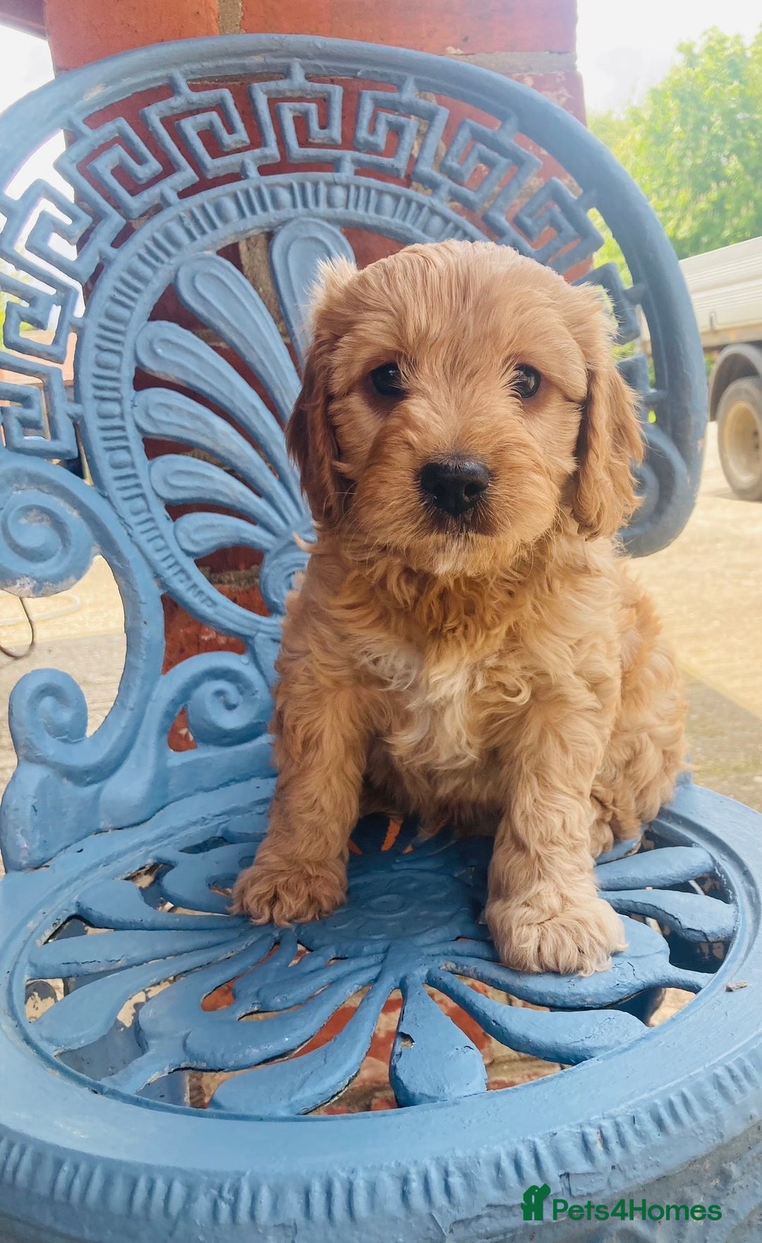 Cavapoo dogs for sale: WAITING LIST NOW OPEN Extremely Rare Merle F1  - Advert 23
