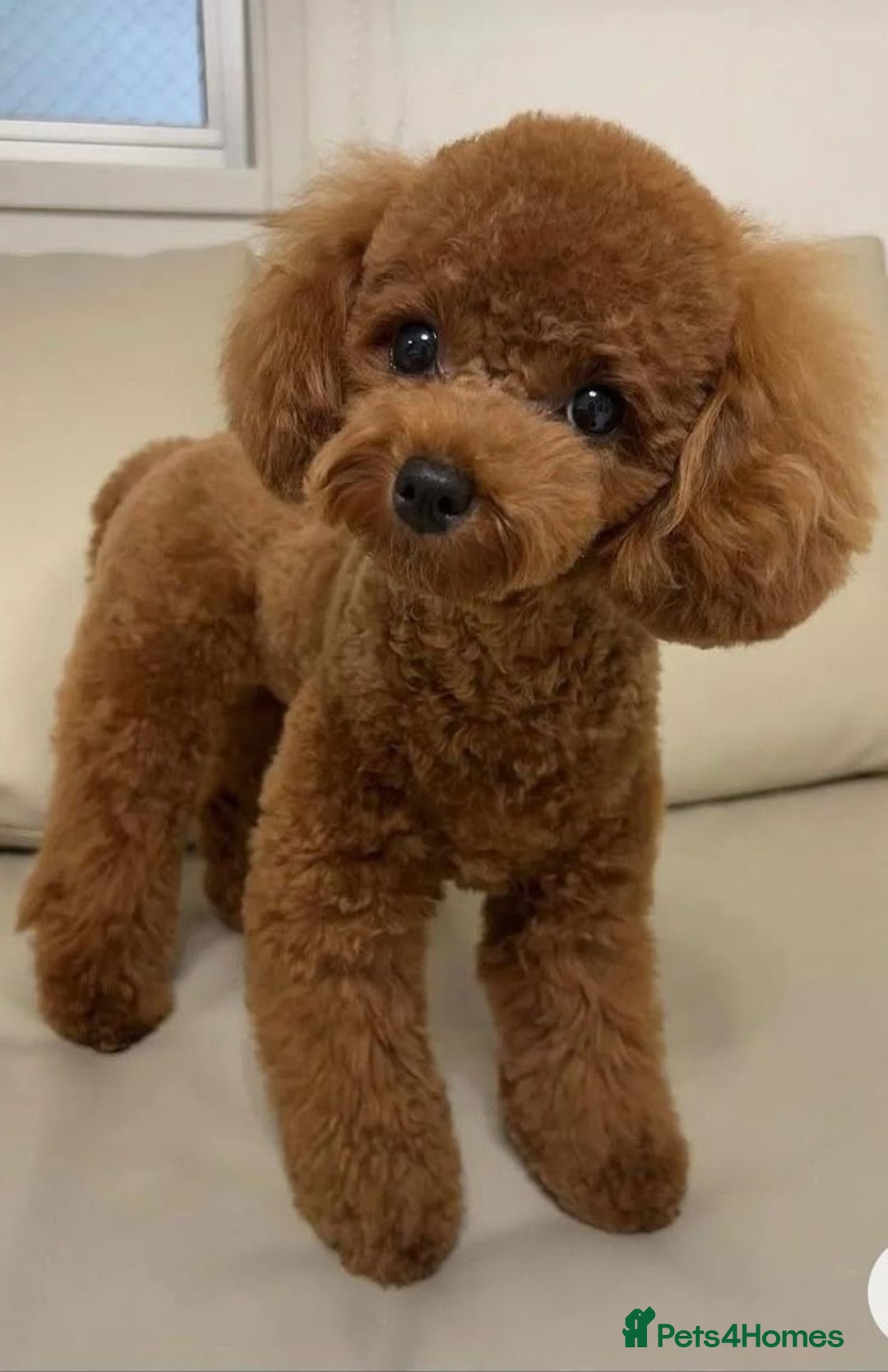 Toy Poodle dogs for sale: Female red tiny toy poodle - Advert 2