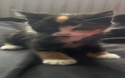 Mixed Breed cats for sale: Beautiful kittens ready for new loving homes  - Image 2
