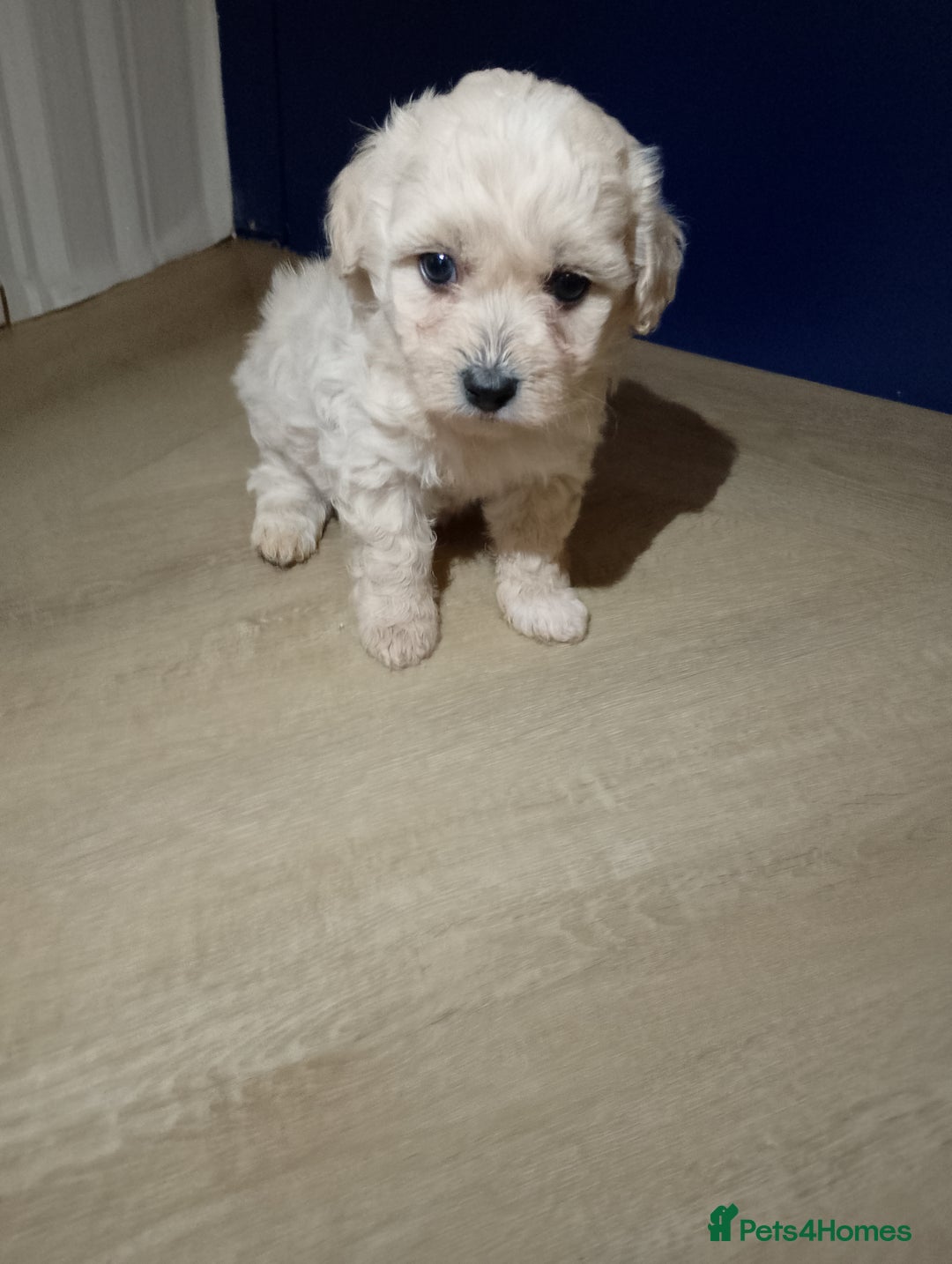 Maltipoo dogs for sale: Maltipoo puppies boy and girl available  - Image 18
