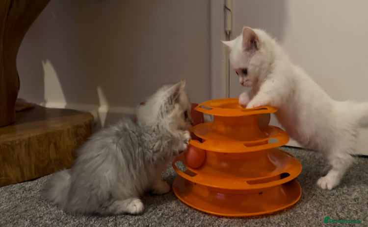 Munchkin cats - Advert 2