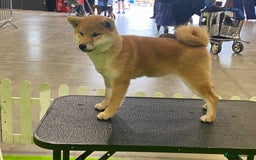 Japanese Shiba Inu dogs for sale: 4 month old Shiba Female available - Image 3