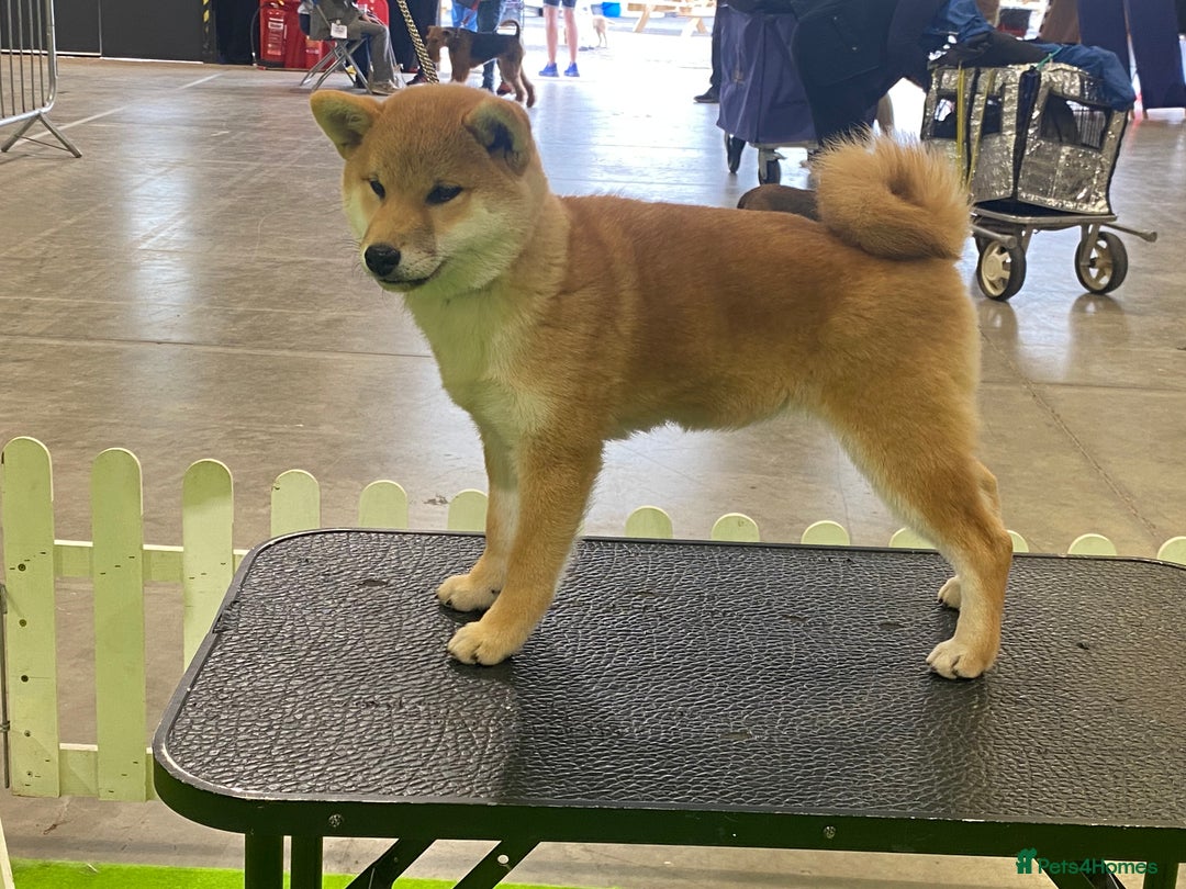 Japanese Shiba Inu dogs for sale: 4 month old Shiba Female available - Image 3