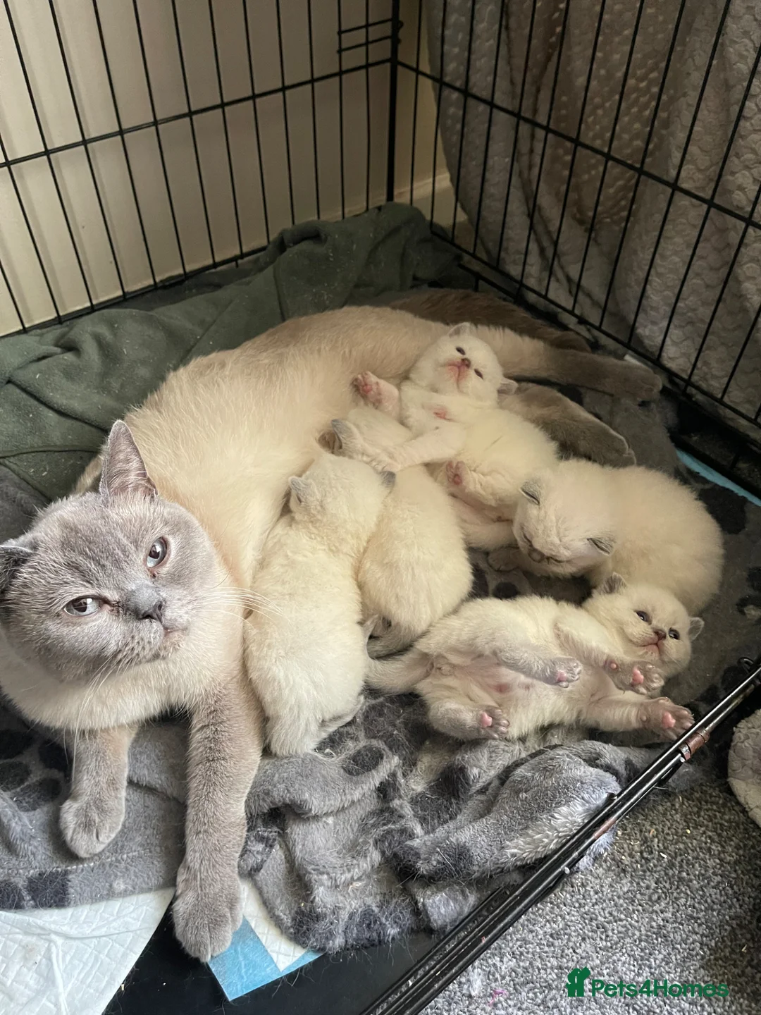 British Shorthair cats for sale: BSH Blue Colourpoint Kittens GCCF Registered - Advert 1